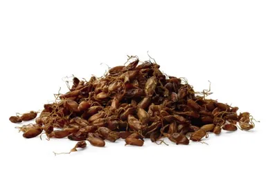 Softgrain Sprouted Rye (Softgrain Filizlendirilmiş Çavdar)